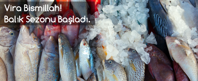 Vira Bismillah! Balık Sezonu Başladı